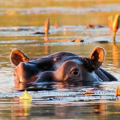 Africa do Sul, Botsuana, Malawi, Zambia, Moçambique, Odisseia no Trópico de Capricórnio