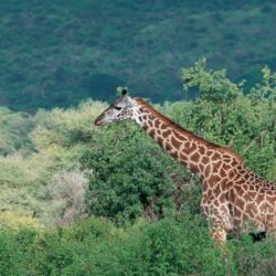 Tanzânia: Safaris em Manyara, Serengeti e N'Gorongoro com Kilimanjaro