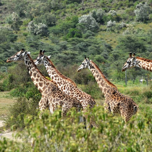 África do Sul, Suazilândia, Do Parque Kruger ao Cabo da Boa Esperança