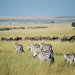 Quénia, Tanzânia: Parques Masai Mara, Serengeti, N'Gorongoro e Lago Naivasha