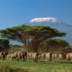 Ascensão do Kilimanjaro e Safari, Tanzânia