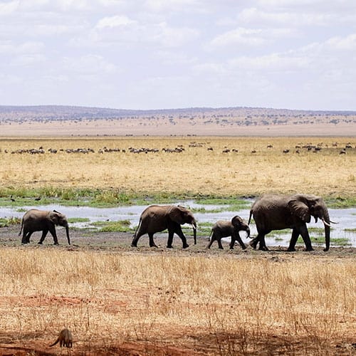 Do Deserto Kalahari ao Delta do Okavango