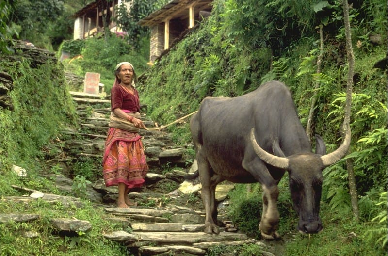 Nepal: Panoramas dos Himalaias, de Pokhara ao Parque Chitwan