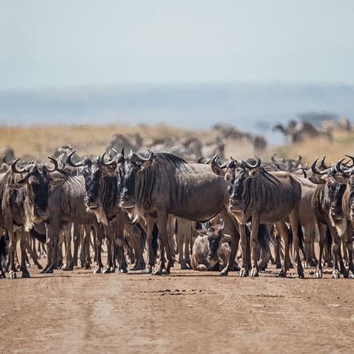 Quénia-Tanzânia: Masai Mara, Serengeti, N'Gorongoro e Lago Vitória