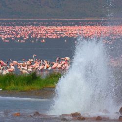 Tanzânia: Safaris em Manyara, Serengeti, N'Gorongoro e Areais de Zanzibar
