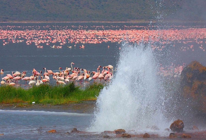 Quénia, Tanzânia: Parques Masai Mara, Serengeti, N'Gorongoro e Lago Naivasha