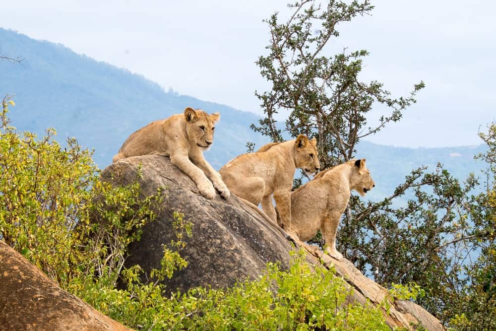 Tanzânia: Safaris em Manyara, Serengeti, N'Gorongoro e Areais de Zanzibar