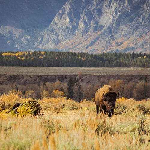 Lobos e Ursos nos Parques Grand Teton e Yellowstone