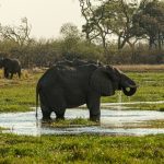 Zimbabué, Botsuana: Das Cataratas Vitória ao Delta do Okavango (versão a acampar), Catarina Mexia 2021