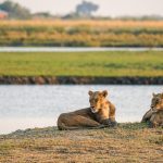 Zimbabué, Botsuana: Das Cataratas Vitória ao Delta do Okavango (versão a acampar), Catarina Mexia 2021