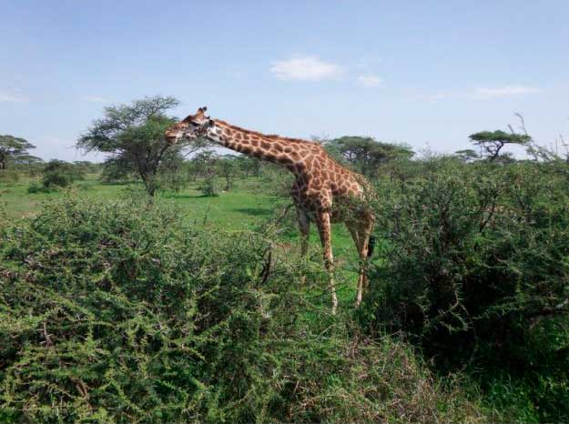 Tanzânia: Safaris em Manyara, Serengeti e N’Gorongoro com Kilimanjaro, Rui Neves, 2014