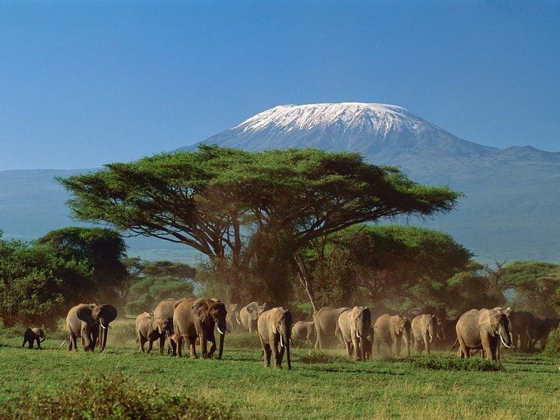 Tanzânia: Safaris em Manyara, Serengeti e N’Gorongoro com Kilimanjaro – Anabela Guerra