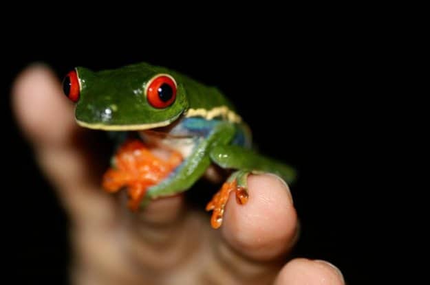 Costa Rica: Vulcões e Selva Tropical, Carlos Tavares, 2006
