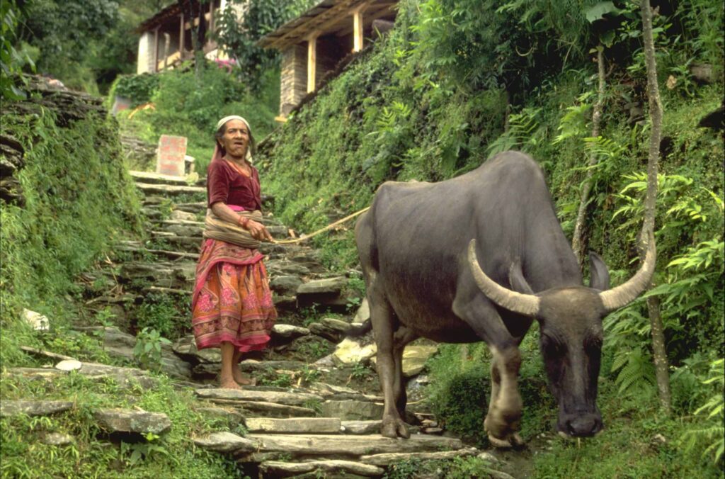 Nepal: Panoramas dos Himalaias – Catarina M
