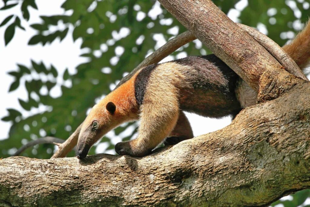Costa Rica: Vulcões e Selva Tropical, do Pacífico ao Mar das Caraíbas – Salete P