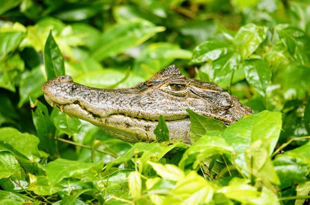 Costa Rica: Vulcões e Selva Tropical, do Pacífico ao Mar das Caraíbas – Luis C
