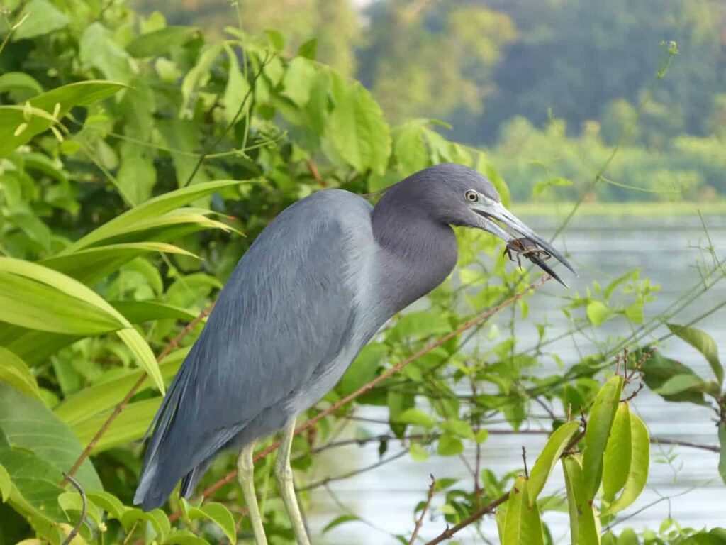 Costa Rica: Vulcões e Selva Tropical – Luis Rodrigues