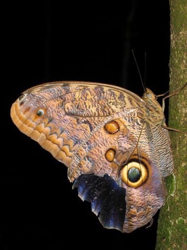 Costa Rica: Vulcões e Selva Tropical, Frederico Morais, 2006