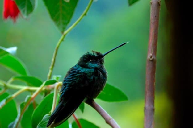Costa Rica: Vulcões e Selva Tropical, Luis Rodrigues, 2008