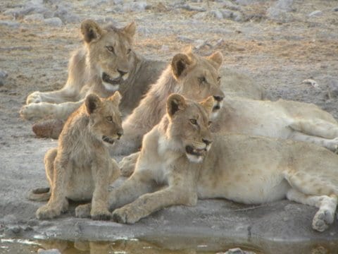 África do Sul, Namíbia, Zimbabué, Botsuana: Grande Travessia do Kalahari – Uta Bodewig
