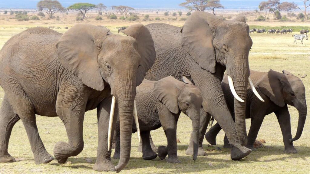 Quénia: De Maasai Mara ao Lago Turkana – José C