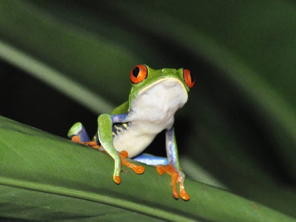 Costa Rica: Vulcões e Selva Tropical – Gonçalo Velez