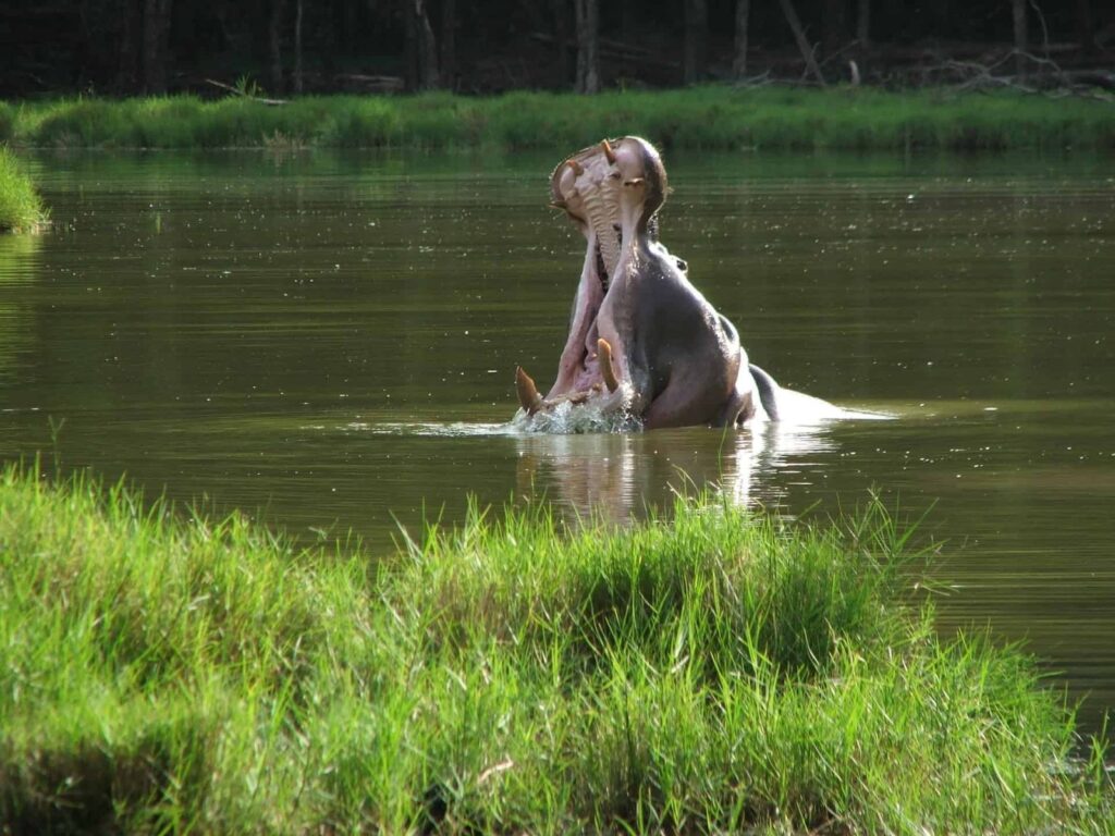 Tanzânia: Safaris em Manyara, Serengeti e N’Gorongoro com Kilimanjaro – Bernardo L