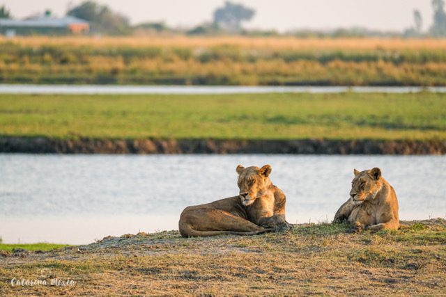 Zimbabué, Botsuana: Das Cataratas Vitória ao Delta do Okavango (versão a acampar), Catarina Mexia 2021