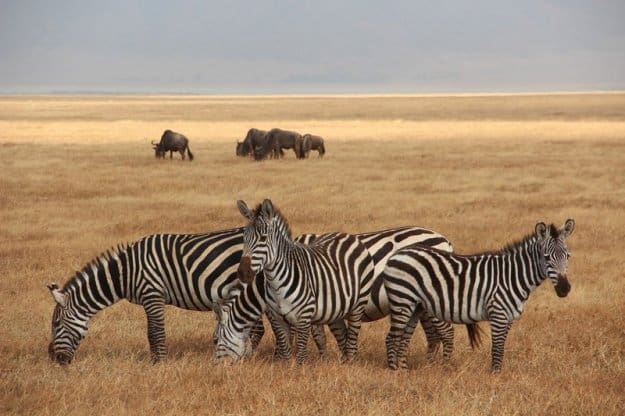 Tanzânia: Safaris em Manyara, Serengeti e N’Gorongoro com Kilimanjaro – Diana Castanheira