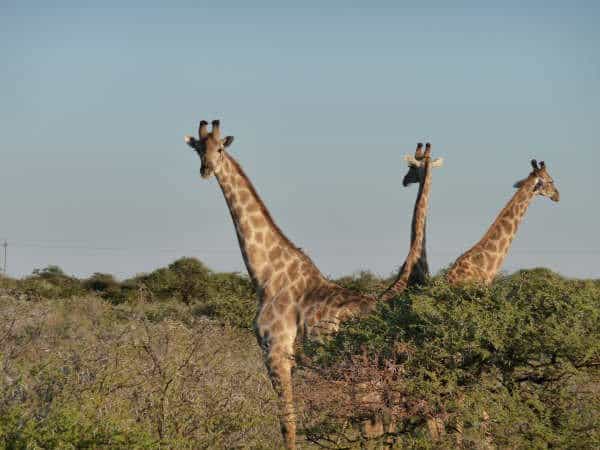 África do Sul, Namíbia, Zâmbia, Botswana: Grande Travessia do Kalahari, Fernanda Cardozo, 2009