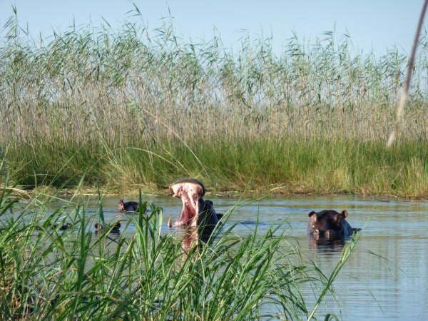 África do Sul, Namíbia, Zâmbia, Botswana: Grande Travessia do Kalahari, Fernanda Cardozo, 2009