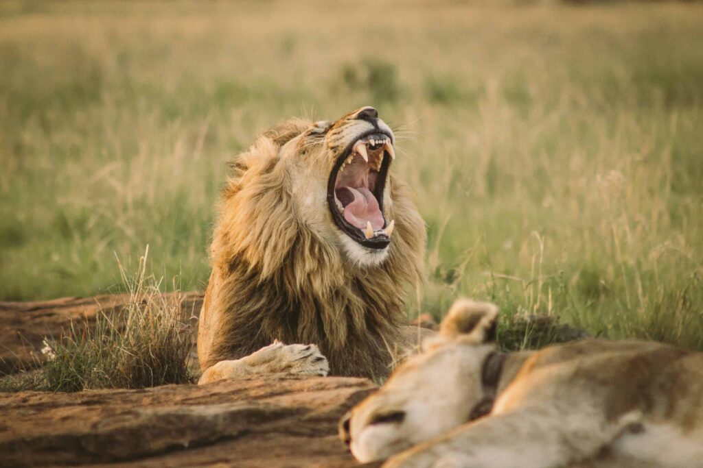 Tanzânia: Safaris em Manyara, Serengeti e N’Gorongoro com Kilimanjaro – Alda R