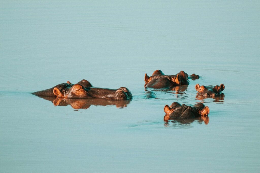 Quénia: De Maasai Mara ao Lago Turkana – Luis M