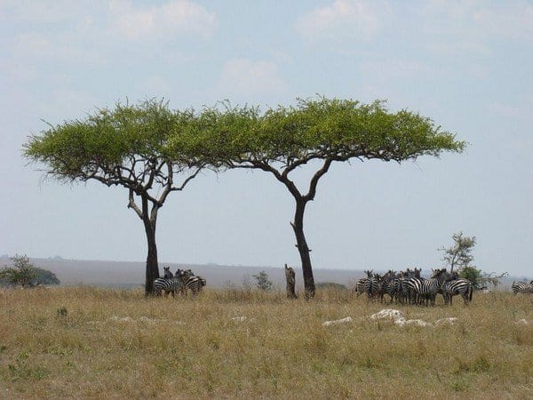 Tanzânia: Safaris em Manyara, Serengeti e N’Gorongoro com Kilimanjaro – Patrícia Lopes